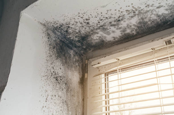 Affordable Black Mold Remediation solutions in Upperstrasburg, PA